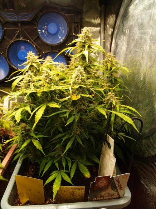 GMO Cookies Auto from Zamnesia. Week 12 - Tag 85