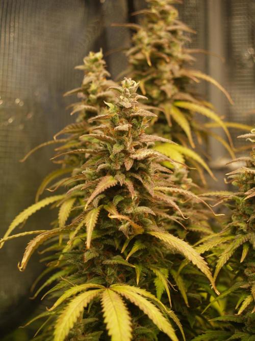 Auto AK-47 XL Divine Seeds. Week 12 - Tag 87