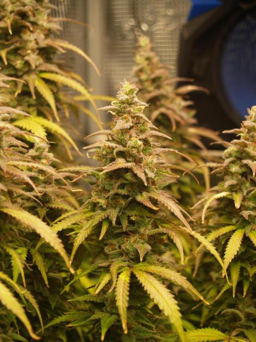 Auto AK-47 XL Divine Seeds. Week 12 - Tag 87