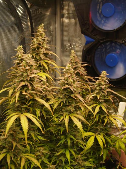 Auto AK-47 XL Divine Seeds. Week 12 - Tag 87