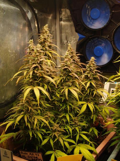 Auto AK-47 XL Divine Seeds. Week 12 - Tag 87