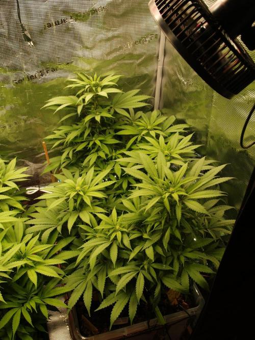 Eleven Roses. Week 16 - Tag 115