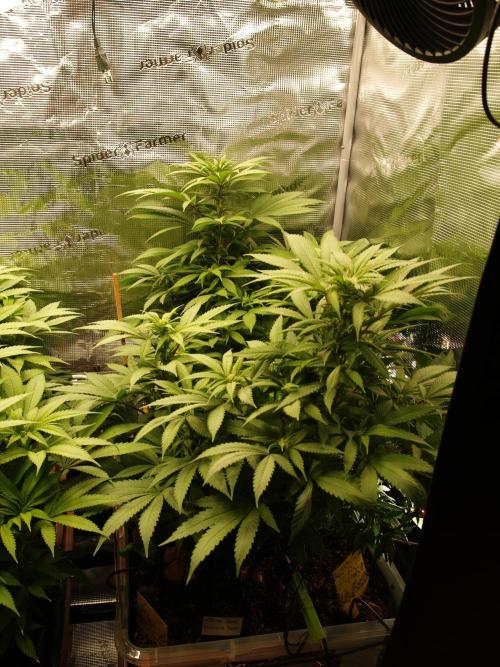 Eleven Roses. Week 16 - Tag 115