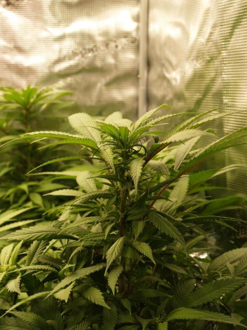 Eleven Roses. Week 16 - Tag 115