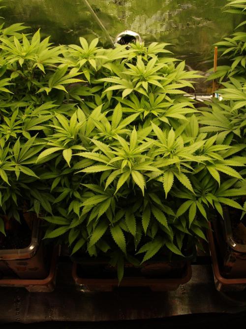 Eleven Roses Klon zur Blüte. Week 14 - Tag 94