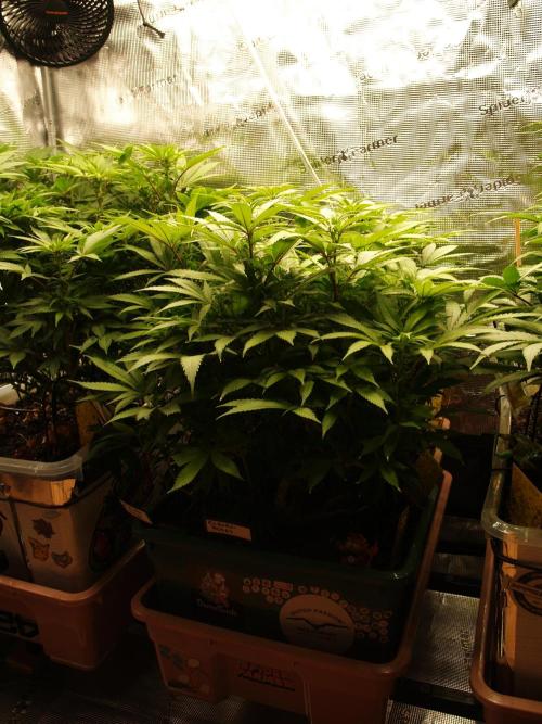 Eleven Roses Klon zur Blüte. Week 14 - Tag 94