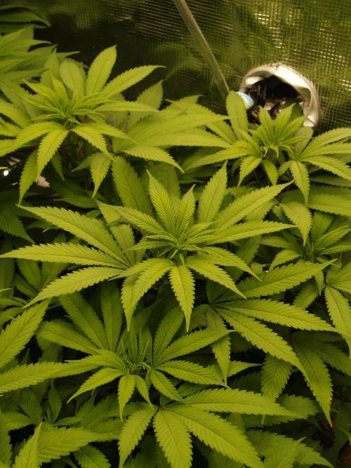 Eleven Roses Klon zur Blüte 2. Week 14 - Tag 94