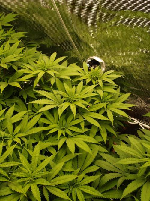 Eleven Roses Klon zur Blüte 2. Week 14 - Tag 94