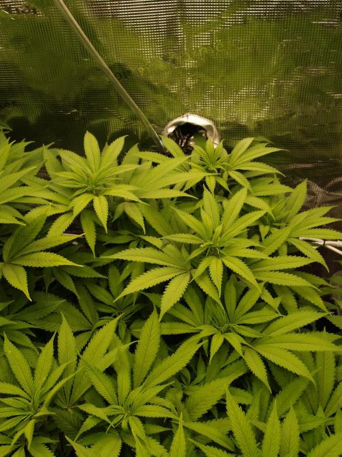 Eleven Roses Klon zur Blüte 2. Week 14 - Tag 94