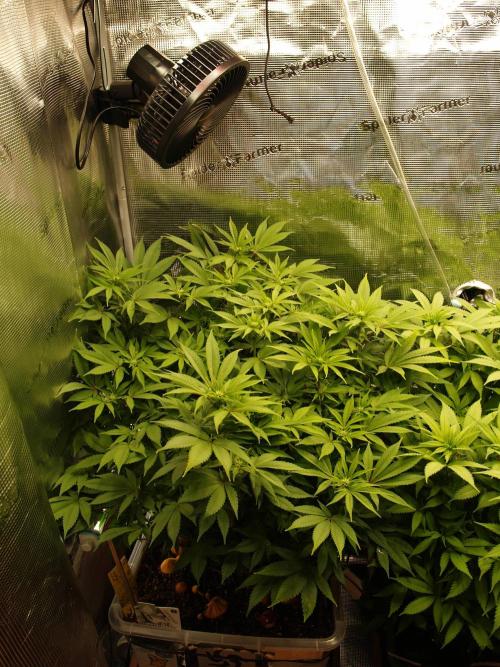 White Rhino From Zamnesia zweite Runde. Week 12 - Tag 85