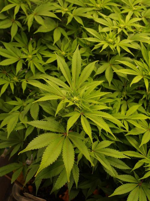 White Rhino From Zamnesia zweite Runde. Week 12 - Tag 85