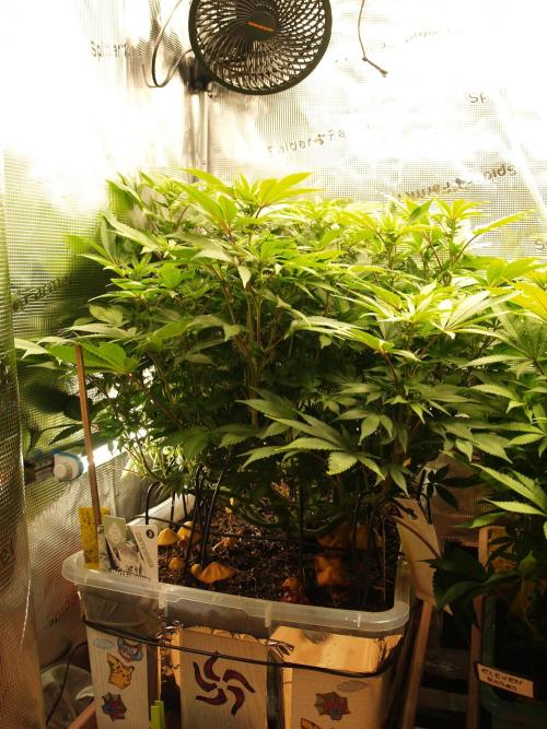 White Rhino From Zamnesia zweite Runde. Week 12 - Tag 85