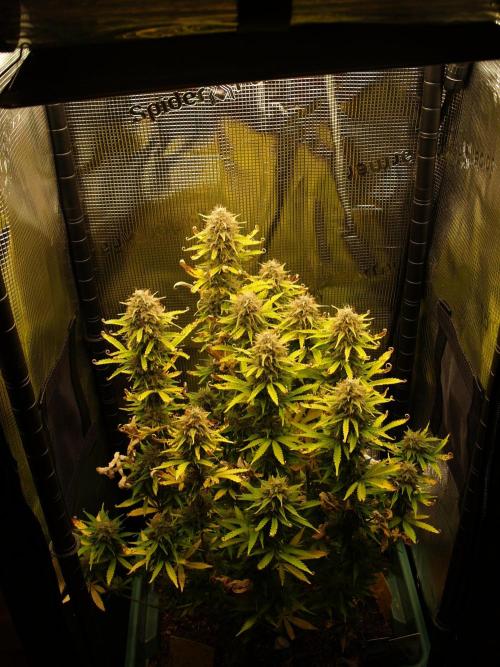 Green Cure CBD F1 Hybrid Auto Zamnesia. Week 12 - Tag 87