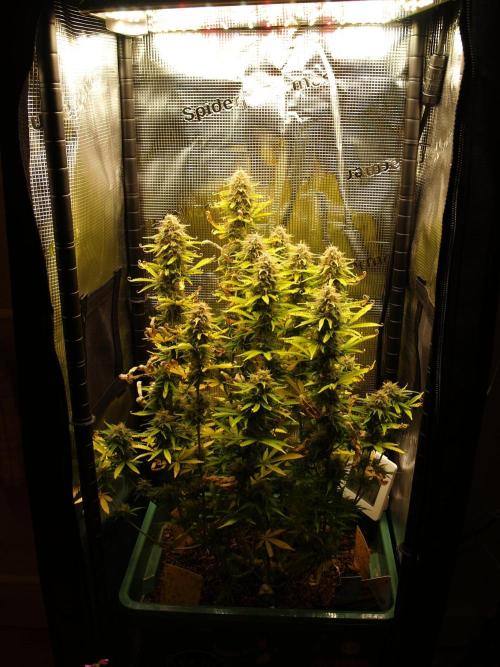 Green Cure CBD F1 Hybrid Auto Zamnesia. Week 12 - Tag 87