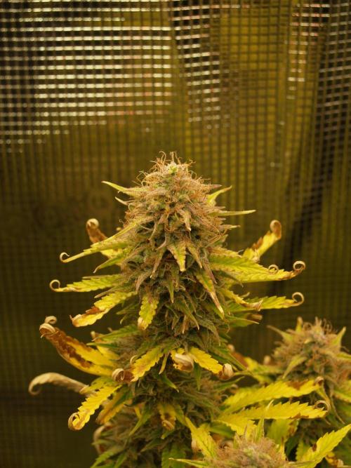 Green Cure CBD F1 Hybrid Auto Zamnesia. Week 12 - Tag 87