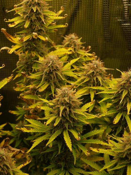 Green Cure CBD F1 Hybrid Auto Zamnesia. Week 12 - Tag 87