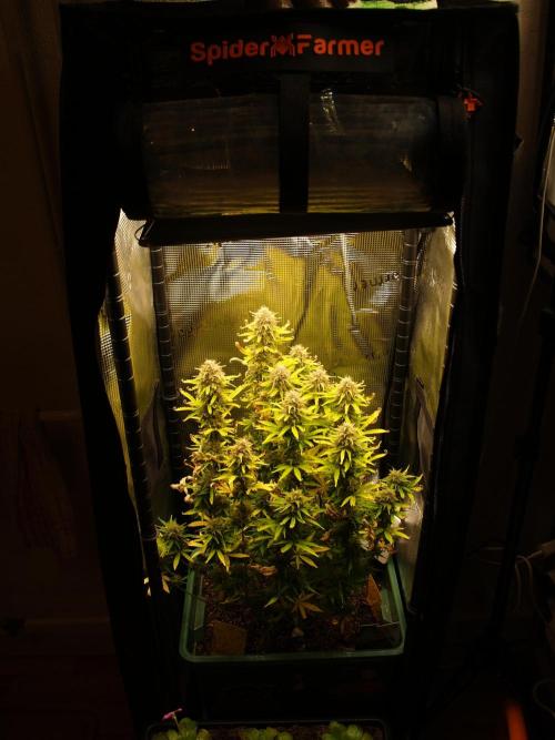 Green Cure CBD F1 Hybrid Auto Zamnesia. Week 12 - Tag 87