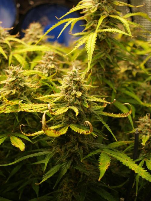 GMO Cookies Auto from Zamnesia. Week 12 - Tag 87