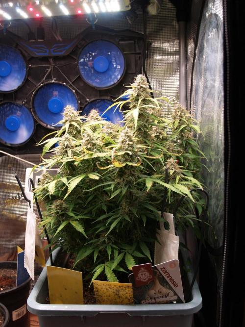 GMO Cookies Auto from Zamnesia. Week 12 - Tag 87