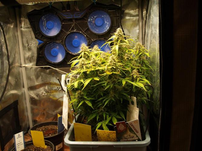 GMO Cookies Auto from Zamnesia. Week 12 - Tag 87