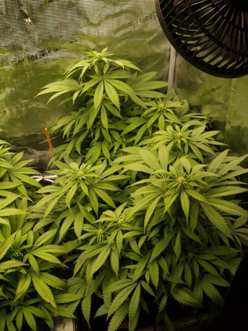 Eleven Roses. Week 16 - Tag 117