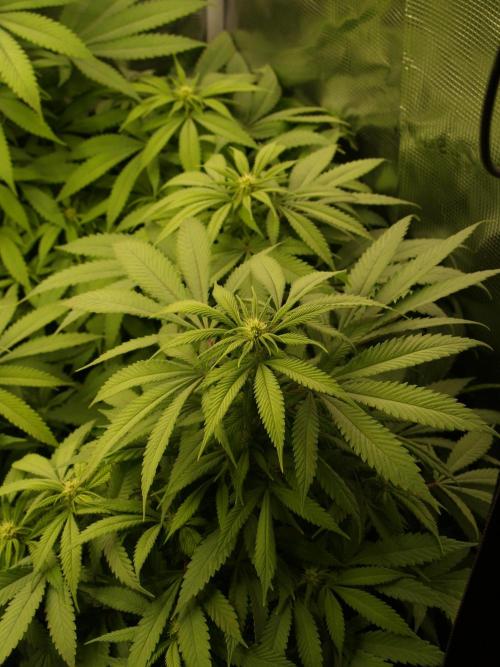 Eleven Roses. Week 16 - Tag 117