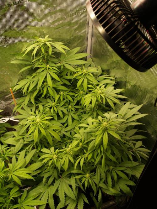 Eleven Roses. Week 16 - Tag 117