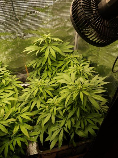 Eleven Roses. Week 16 - Tag 117