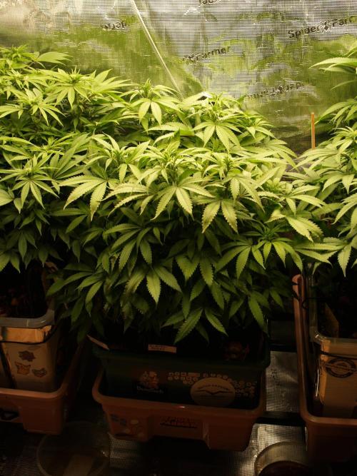 Eleven Roses Klon zur Blüte. Week 14 - Tag 96