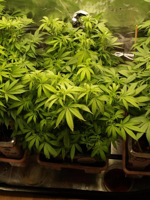 Eleven Roses Klon zur Blüte. Week 14 - Tag 96