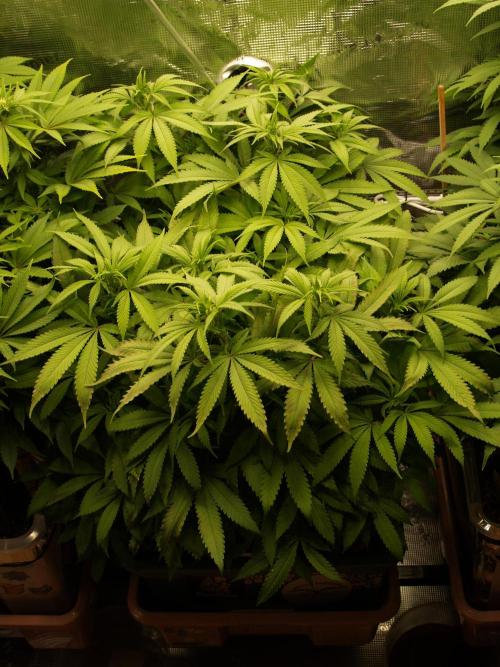 Eleven Roses Klon zur Blüte. Week 14 - Tag 94