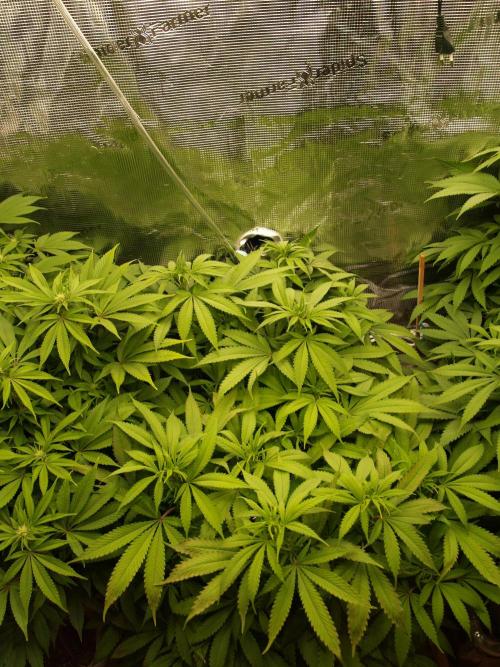 Eleven Roses Klon zur Blüte 2. Week 14 - Tag 96