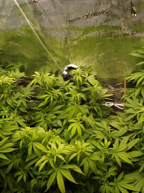 Eleven Roses Klon zur Blüte 2. Week 14 - Tag 96