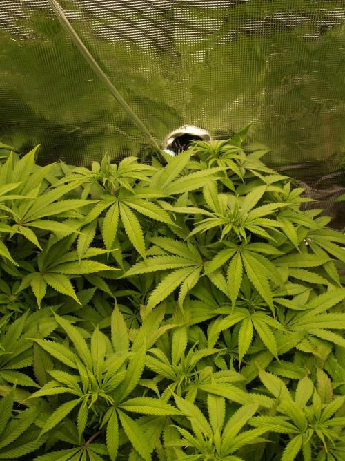 Eleven Roses Klon zur Blüte 2. Week 14 - Tag 96