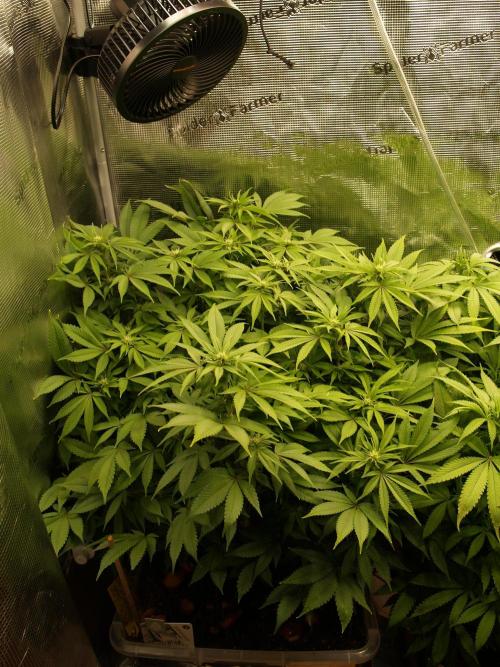 White Rhino From Zamnesia zweite Runde. Week 12 - Tag 87