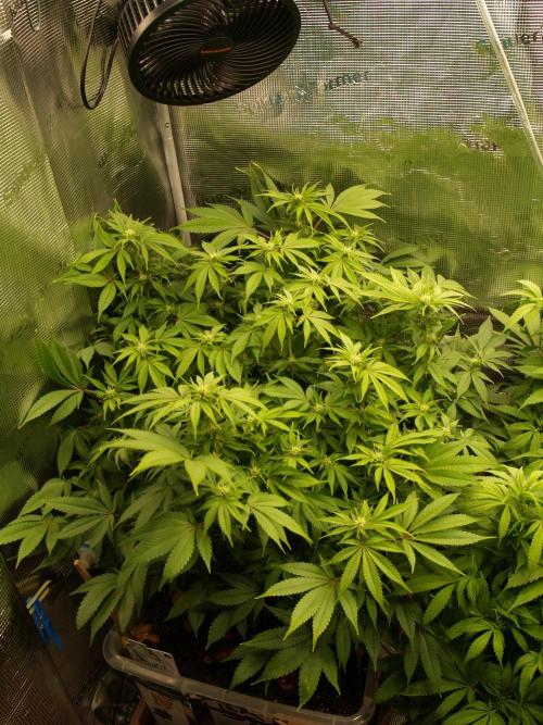 White Rhino From Zamnesia zweite Runde. Week 12 - Tag 87