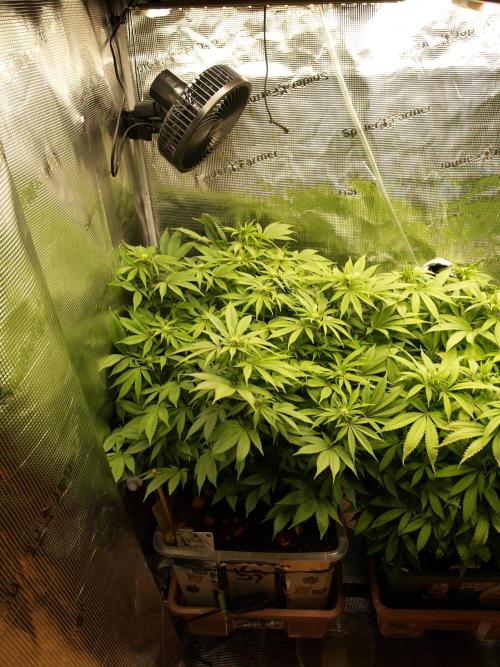 White Rhino From Zamnesia zweite Runde. Week 12 - Tag 87