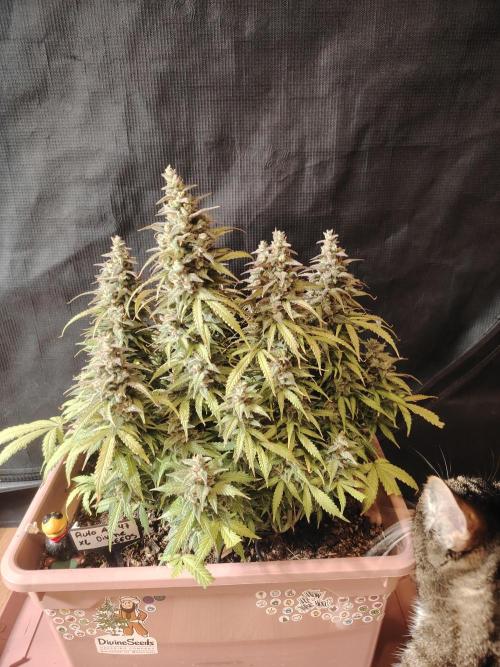 Auto AK-47 XL Divine Seeds. Week 13 - Tag 89