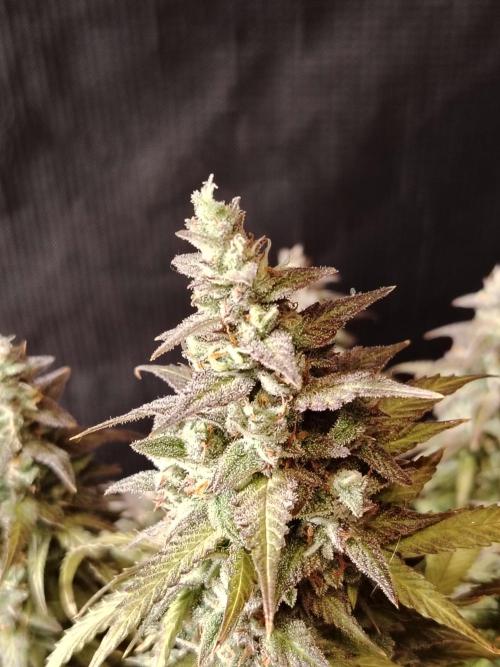 Auto AK-47 XL Divine Seeds. Week 13 - Tag 89