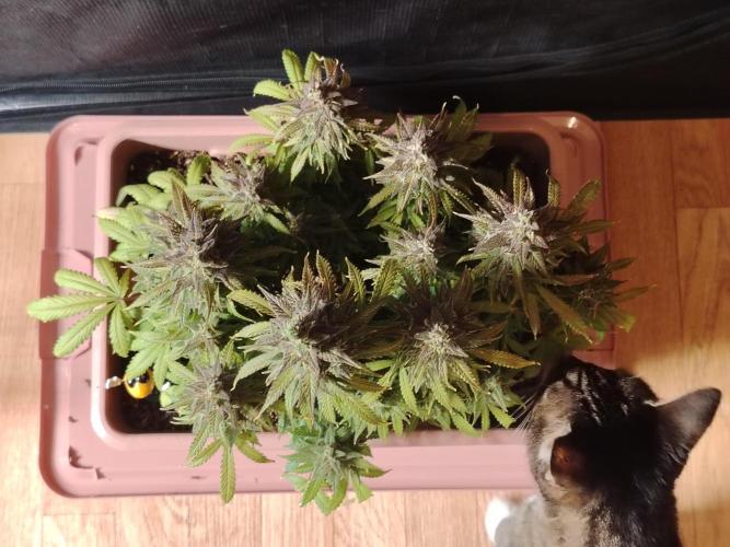 Auto AK-47 XL Divine Seeds. Week 13 - Tag 89