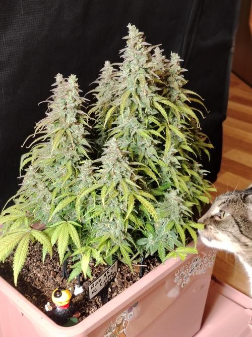 Auto AK-47 XL Divine Seeds. Week 13 - Tag 89