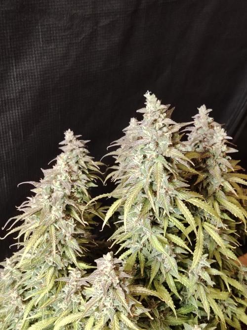 Auto AK-47 XL Divine Seeds. Week 13 - Tag 89