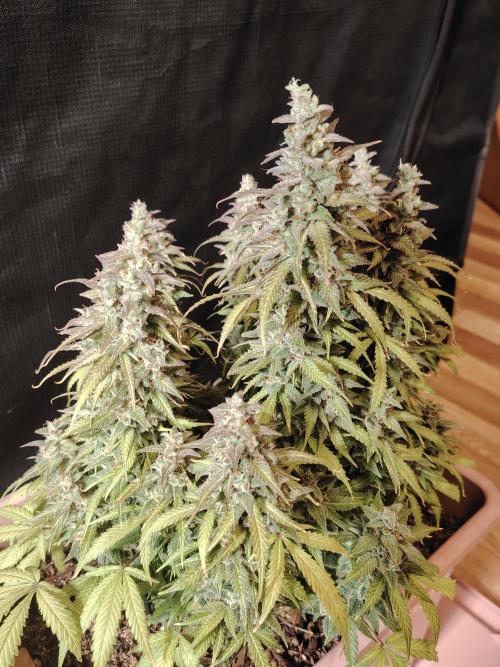 Auto AK-47 XL Divine Seeds. Week 13 - Tag 89