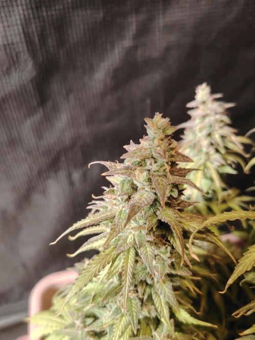 Auto AK-47 XL Divine Seeds. Week 13 - Tag 89