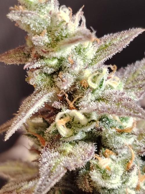 Auto AK-47 XL Divine Seeds. Week 13 - Tag 89