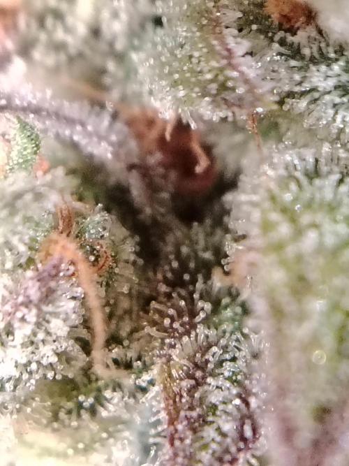 Auto AK-47 XL Divine Seeds. Week 13 - Tag 89