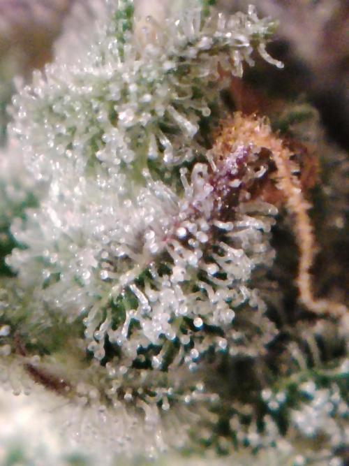 Auto AK-47 XL Divine Seeds. Week 13 - Tag 89