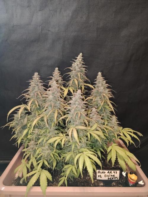 Auto AK-47 XL Divine Seeds. Week 13 - Tag 89