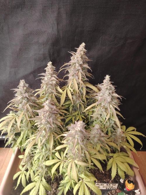 Auto AK-47 XL Divine Seeds. Week 13 - Tag 89