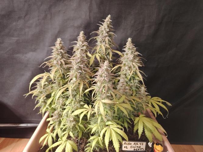 Auto AK-47 XL Divine Seeds. Week 13 - Tag 89